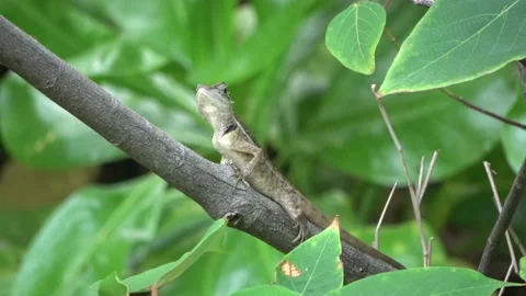 Emma Gray's Forest Lizard, Malaysia Video stock 180925335