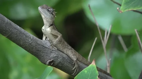 Emma Gray's Forest Lizard, Malaysia Stock Footage 180927779