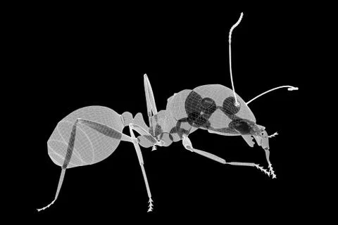 Emmet body structure isolated on a background Stock Illustration