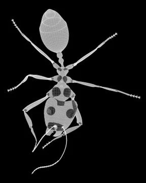 Emmet body structure isolated on a background Stock Illustration