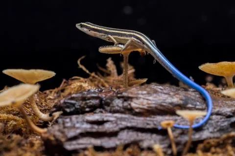 Emoia caeruleocauda, (Blue tailed skink) commonly known as the Pacific bluetail Stock Photos