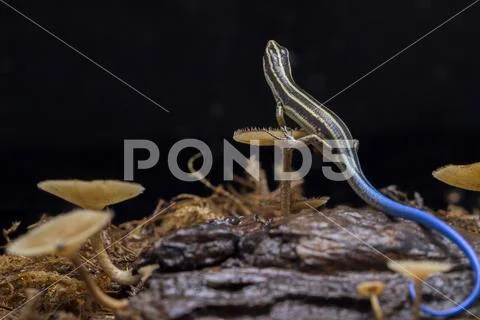 Emoia caeruleocauda, (Blue tailed skink) commonly known as the Pacific ...