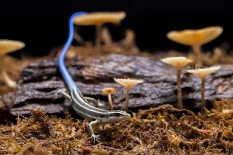 Emoia caeruleocauda, (Blue tailed skink) commonly known as the Pacific bluetail Stock Photos