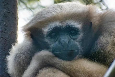 Emotion of a cute monkey. Sad monkey. Stock Photos