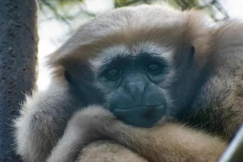 Emotion of a cute monkey. Sad monkey. Stock Photos