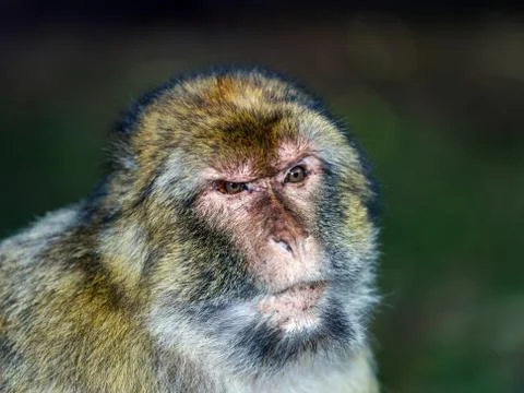 Emotional close-up portrait of mocaco monkey Foto stock