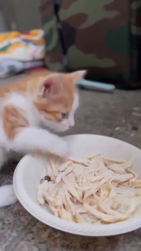 Emotional kitten  스톡 동영상 208730382