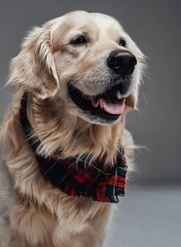 Emotional pure breed dog smiles and poses in gray background Stock Photos