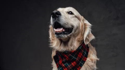 Emotional purebreed doggy with a scarf posing in dark background Stock Photos
