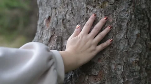 Emotional tree Stock Footage 301432579