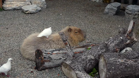 The Emotional Value of the Coexistence between Capybaras and White Pigeons Stock Footage 305796546