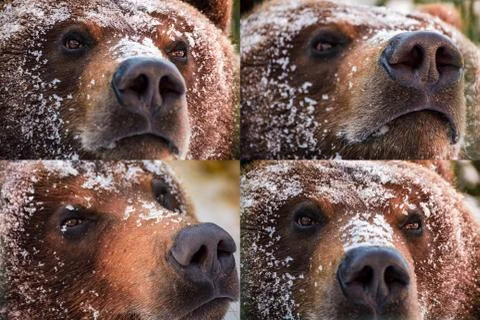 Emotions collage of brown bear muzzle in snow Stock Photos