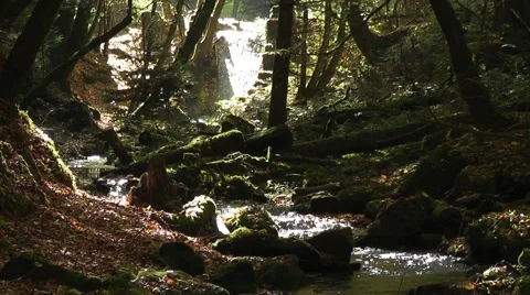 Emotions - Small stream in autumn Stock Footage 52154601