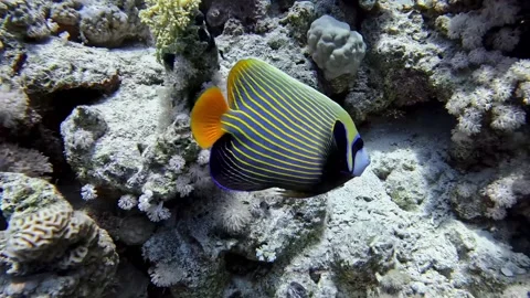 Emperor Angel Fish Stock Footage 280063160