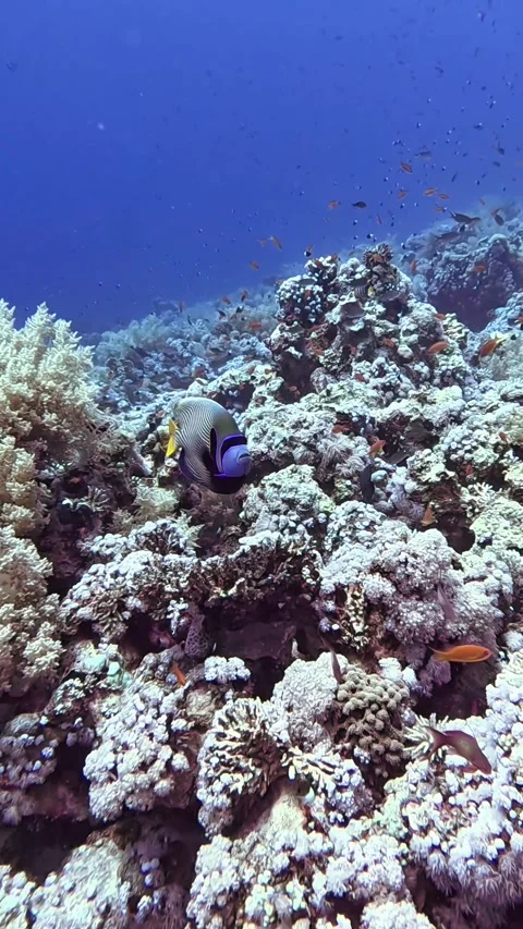 Emperor Angel Fish Stock Footage 319437412