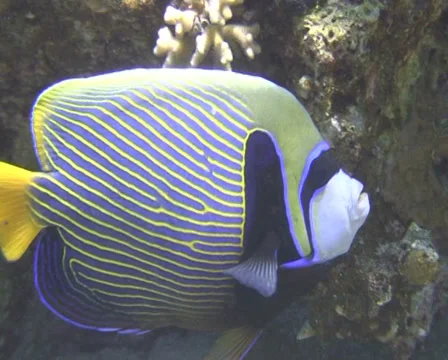 Emperor angelfish (1) Stock Footage 30124408