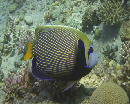 Emperor angelfish (2) Stock Footage 30125246