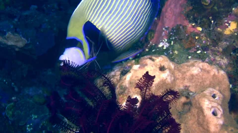 Emperor angelfish being cleaned by white banded cleaner shrimp 스톡 동영상 34351418