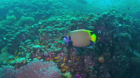 Emperor angelfish 動画素材 350738
