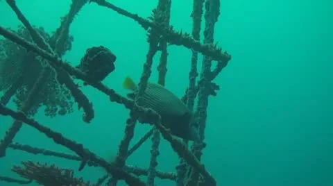 Emperor angelfish Stock Footage 10736124