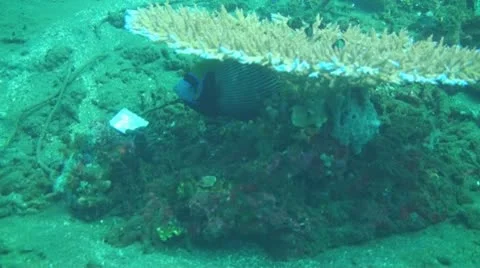 Emperor angelfish Stock Footage 10737782