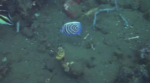 Emperor angelfish Stock Footage 10737927