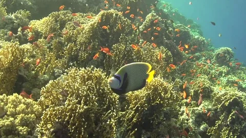 Emperor angelfish Video stock 78155236