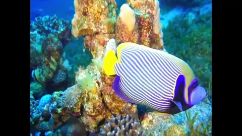Emperor angelfish Stock Footage 311300409
