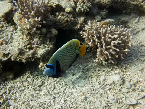 The emperor angelfish Stock Photos