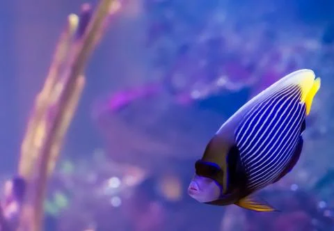 Emperor angelfish Stock Photos