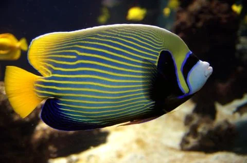 Emperor angelfish Stock Photos