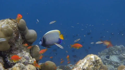 Emperor angelfish playing hide and seek on coral reef. Maldives. 4K Stock Footage 127925019