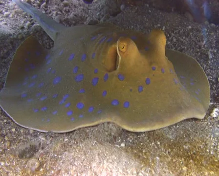 Emperor angelfish &amp; reef stingray Stock Footage 30123885