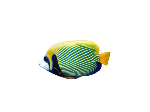 Emperor Anglefish isolated on white Stock Photos