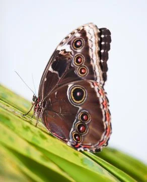 The Emperor butterfly siting on leaf - Morpho peleides Stock Photos