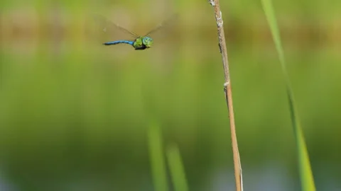 Emperor dragonfly (Anax imperator) in flight, landing on a plant stem Stock-Footage 272977909