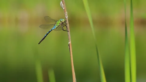 Emperor dragonfly (Anax imperator) in flight, taking off from a plant stem Stock Footage 272979878