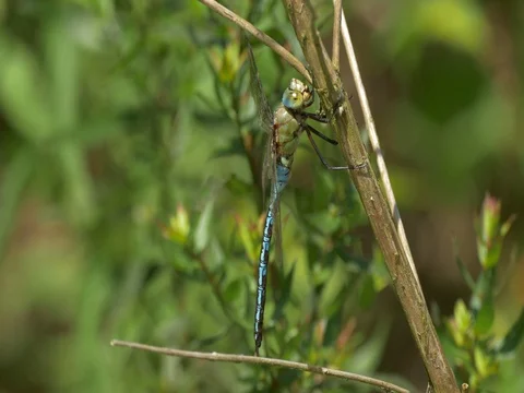 Emperor dragonfly (Anax imperator) on halm Stock Footage 80846086