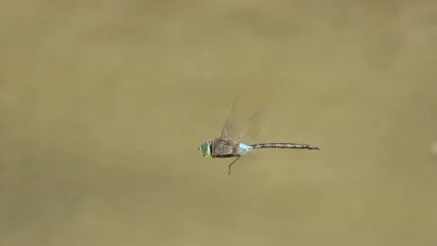 Emperor dragonfly Anax imperator hovering in flight in El Hondo Natural Park Stock Footage 316084783