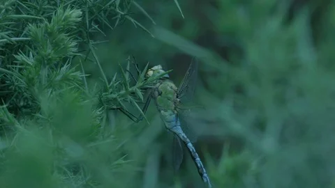 Emperor Dragonfly 스톡 동영상 71825362