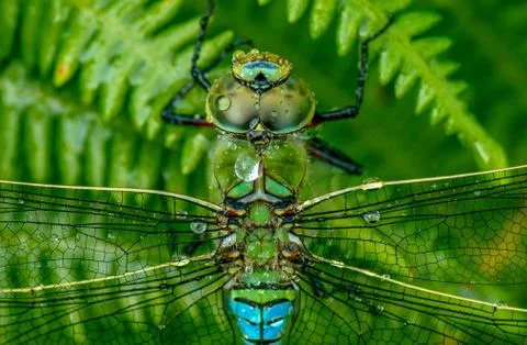 Emperor Dragonfly Stock Photos