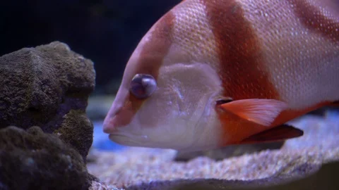 Emperor Fish  Stock Footage 127771109