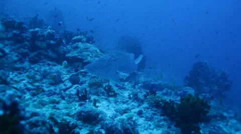Emperor Fish (Lethrinus microdon) Swimming near Bottom, Maldives Stock Footage