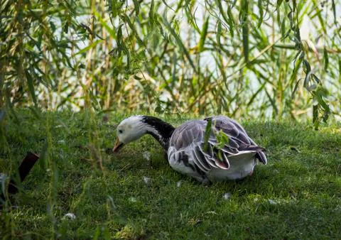 Emperor goose Stock Photos