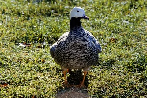 Emperor goose Stock Photos