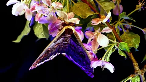 Emperor moth perched on blooming apple blossom branch Stock Footage 340786756