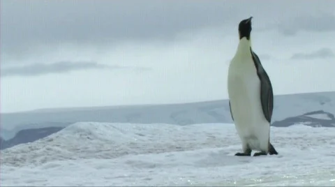 Emperor pegnuin walking and sliding Stock Footage 602828