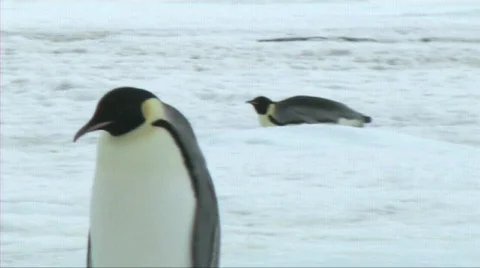 Emperor pegnuin walking and sliding Stock Footage 602922
