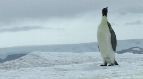 Emperor pegnuin walking and sliding Stock Footage 604028