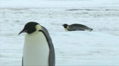 Emperor pegnuin walking and sliding Stock Footage 604065